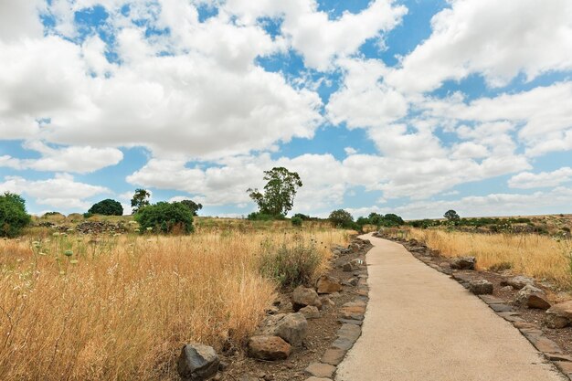 Campo amarelo com belas nuvens ao fundo, Israel