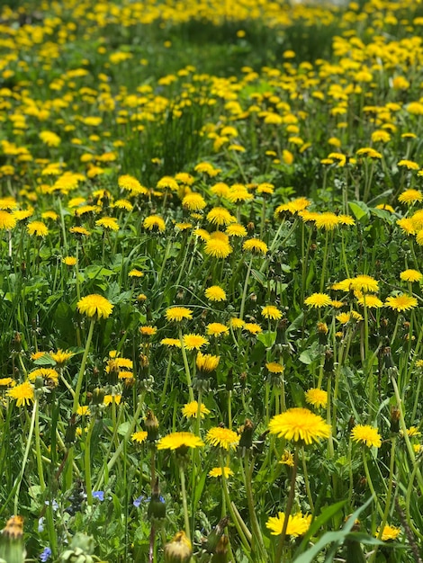 Campo amarelo com flores de dente de leão