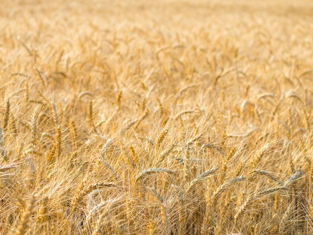 Campo amarelo da agricultura com cultivo de trigo maduro