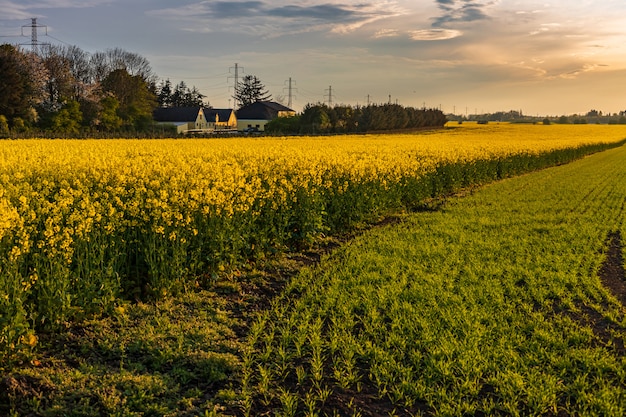 Campo amarelo de colza à noite