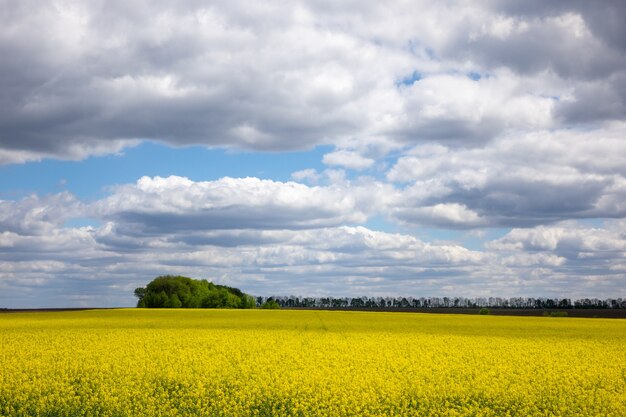 Campo amarelo de colza florida contra um céu azul com nuvens. Os campos de colza são cultivados para obtenção de óleo vegetal para consumo humano, forragem e biodiesel.