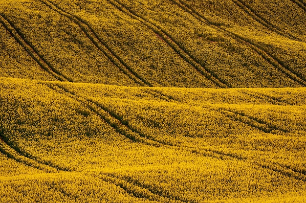 Campo amarelo de colza na primavera