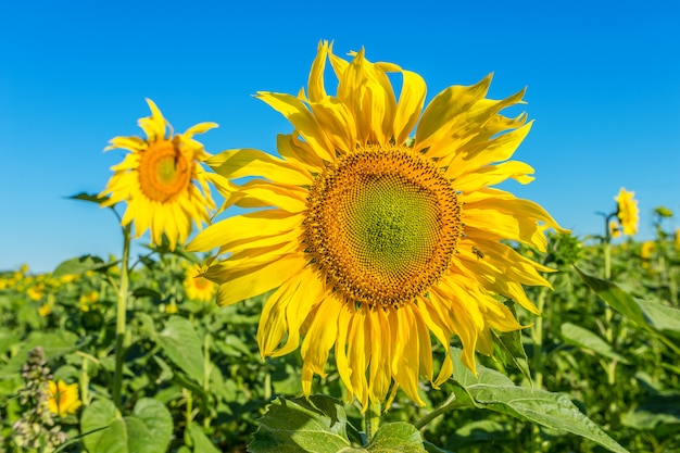 Campo amarelo de girassóis