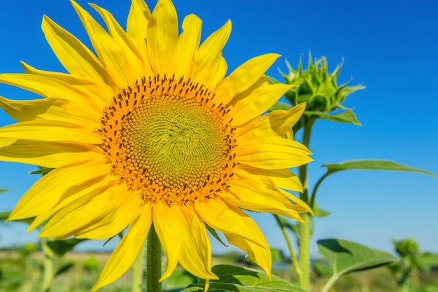 Campo amarelo de girassóis