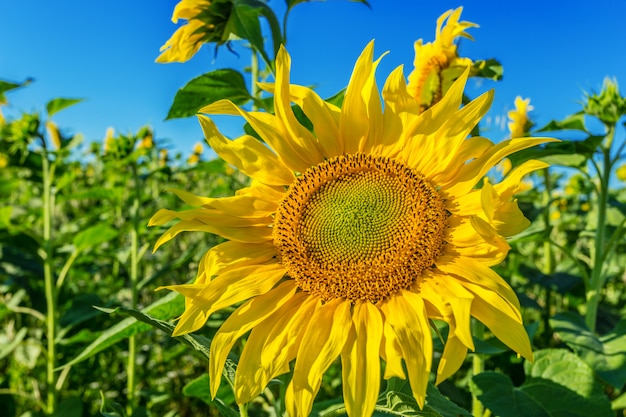 Campo amarelo de girassóis