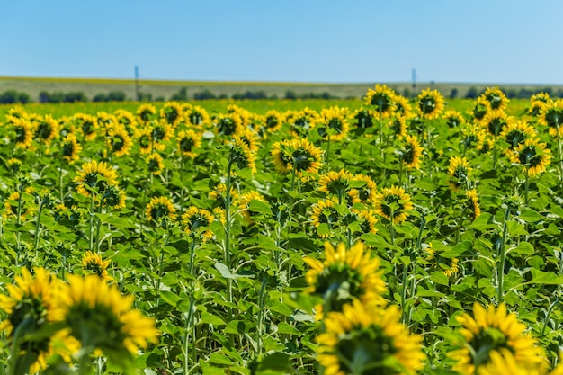 Campo amarelo de girassóis