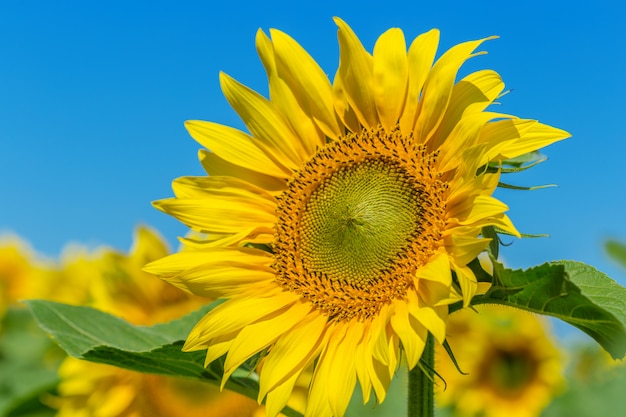 Campo amarelo de girassóis