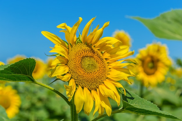 Campo amarelo de girassóis