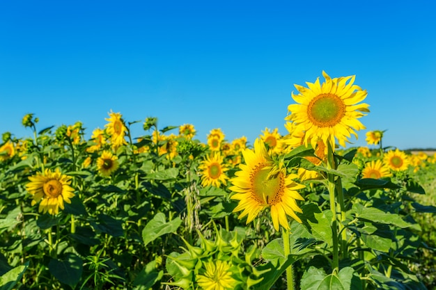 Campo amarelo de girassóis