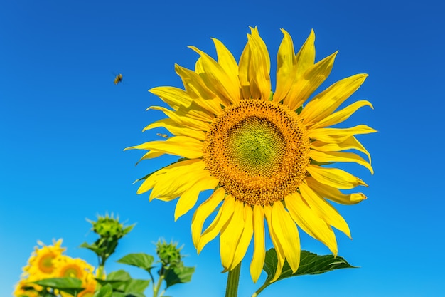 Campo amarelo de girassóis