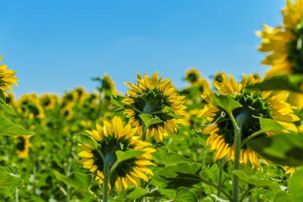 Campo amarelo de girassóis