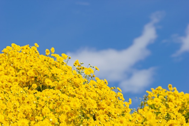 Campo amarelo do crisântemo nas nuvens brancas e no fundo do céu azul.