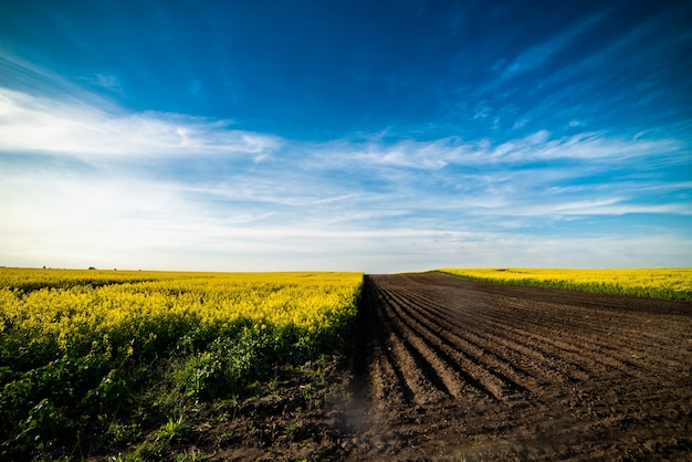 Campo amarelo e céu azul