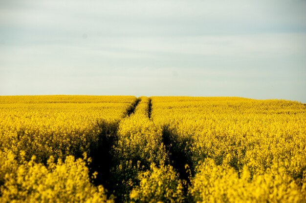 Campo amarelo e céu azul