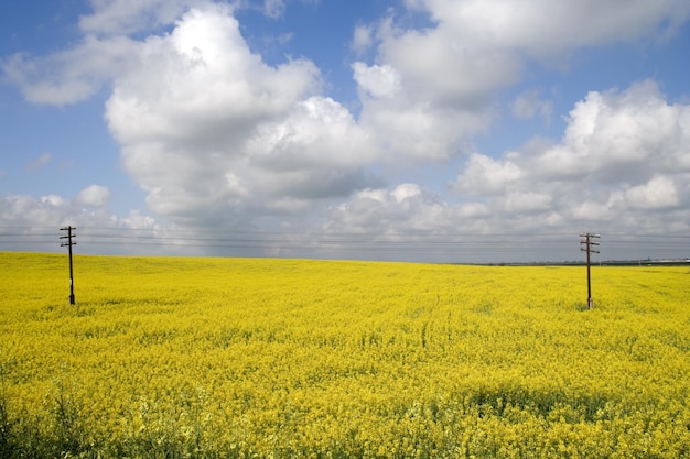 Campo amarelo em flor