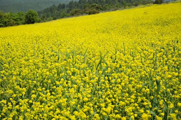 campo amarelo