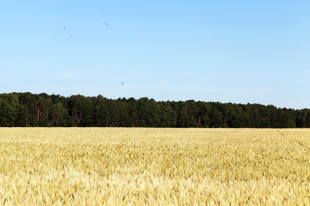 Campo amarillo blanco con cereales en pleno verano hasta su maduración