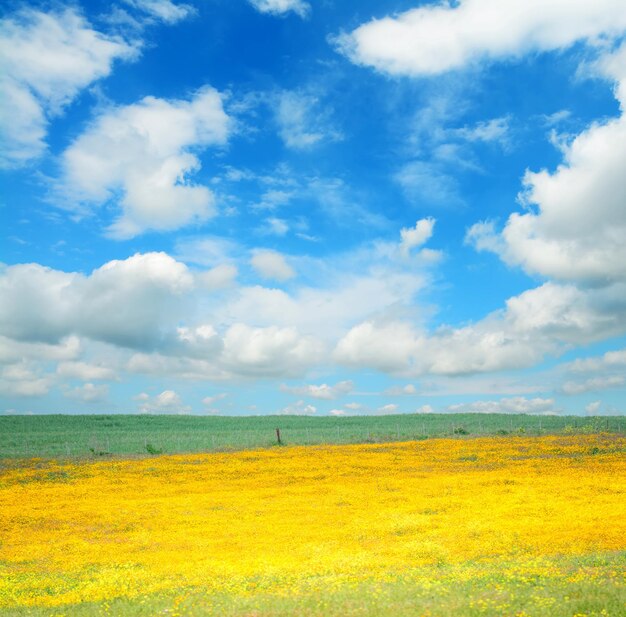 Foto campo amarillo bajo un cielo nublado