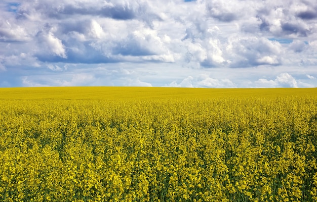 Campo amarillo de colza en flor y azul cielo nublado