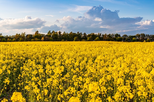 Campo amarillo de colza en la noche