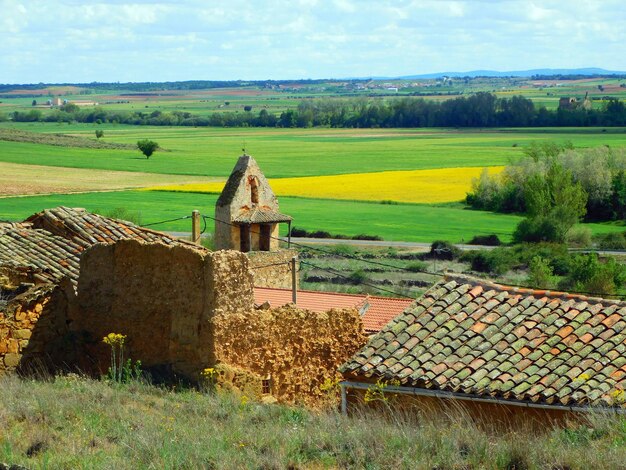 Un campo amarillo de flores en el fondo.