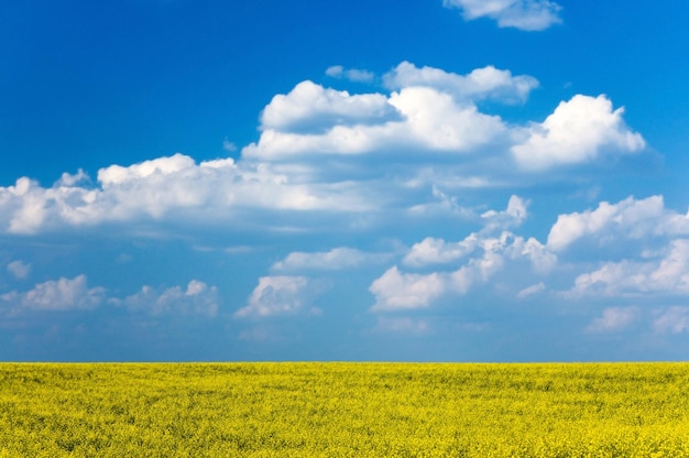 Campo amarillo en el fondo del cielo azul Paisaje de Ucrania