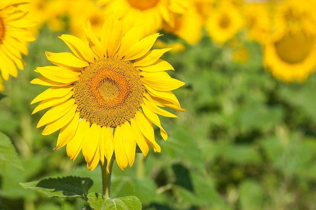 Campo amarillo de girasoles