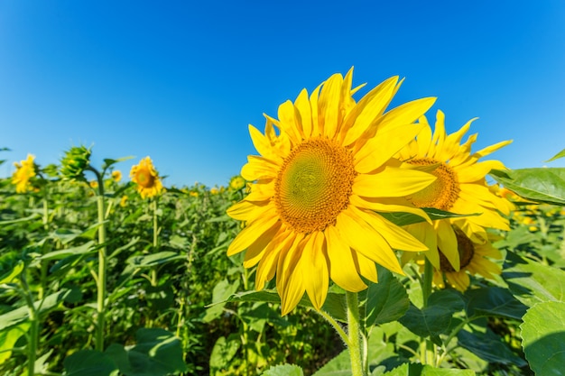 Campo amarillo de girasoles