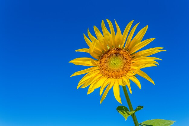 Campo amarillo de girasoles