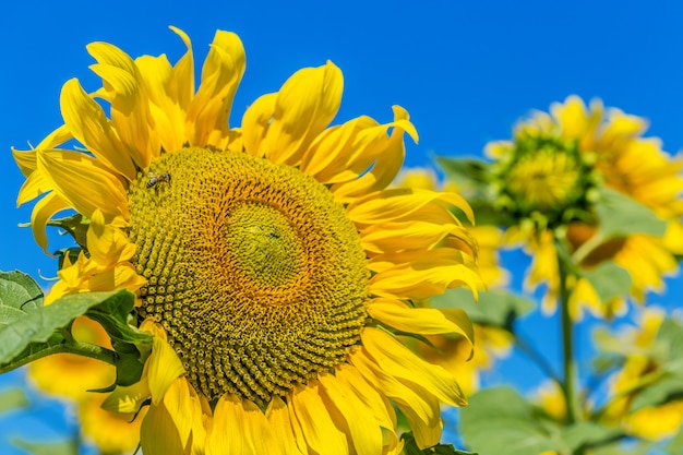 Campo amarillo de girasoles