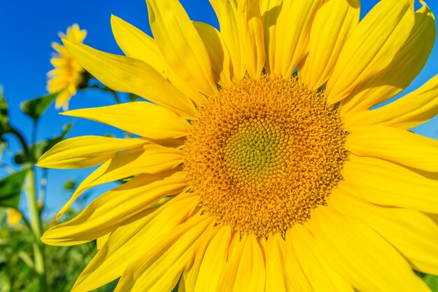 Campo amarillo de girasoles