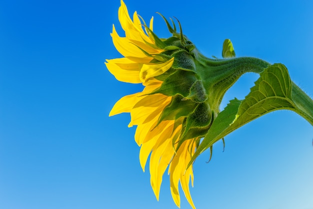 Campo amarillo de girasoles