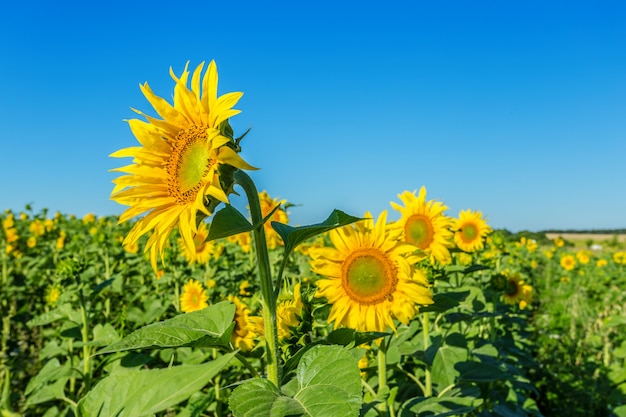 Campo amarillo de girasoles