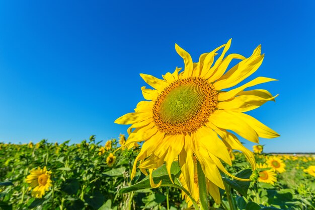 Campo amarillo de girasoles