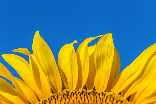 Campo amarillo de girasoles