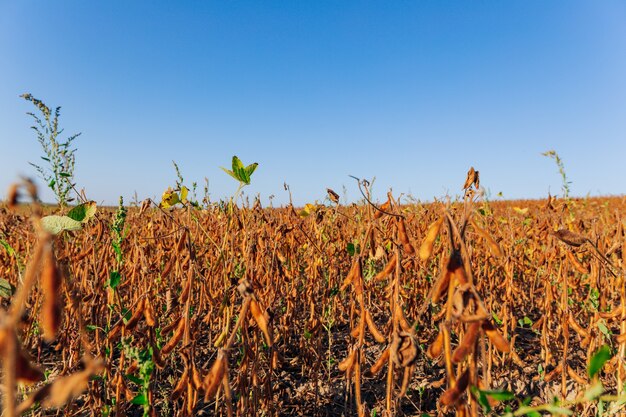 Campo amarillo y hermosa puesta de sol