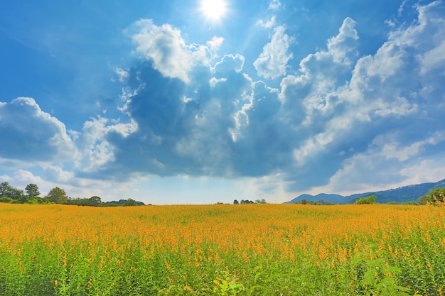 Campo amarillo hermoso de Sunhemp de la flor con las montañas en el día soleado. Fondo del paisaje del paisaje.