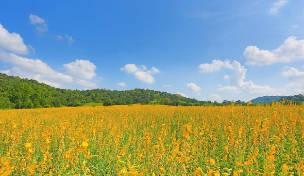 Campo amarillo hermoso de Sunhemp de la flor con las montañas en el día soleado. Fondo del paisaje del paisaje.