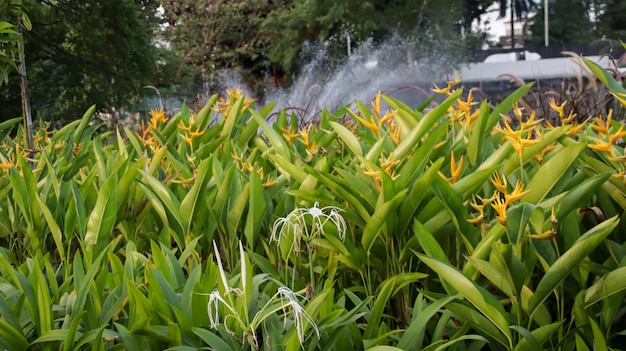 Foto campo de amarillo naranja heliconia psittacorum flor planta floreciendo como su apodo pájaro paraíso