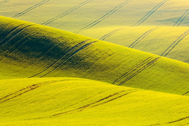 El campo amarillo de la violación agita las colinas en Moravia del sur, República Checa.