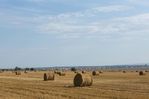 Campo após a colheita da manhã Grandes fardos de feno em um campo de trigo