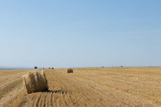 Campo após a colheita da manhã Grandes fardos de feno em um campo de trigo