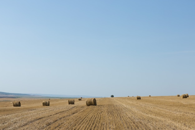 Campo após a colheita da manhã. Grandes fardos de feno em um campo de trigo.