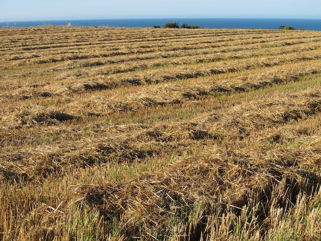 Campo após colheita