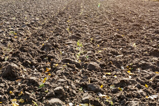 Campo arado después de la cosecha en otoño.