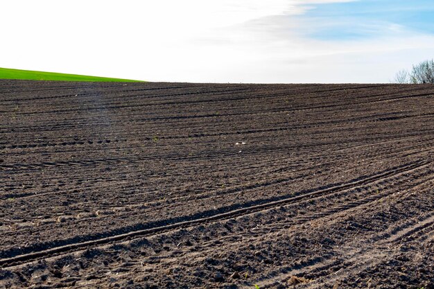 Un campo arado para plantar cultivos agrícolas contra un fondo de cielo azul