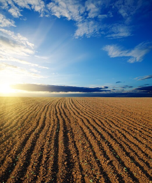 Foto campo arado preto e pôr-do-sol