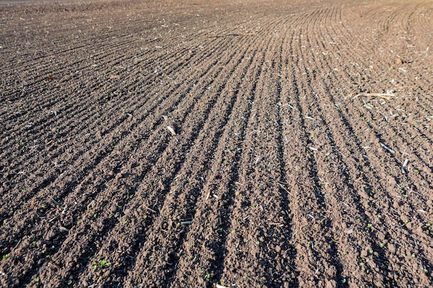 Campo arado, solo de perto. fundo..