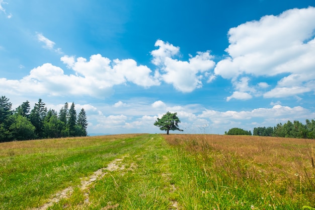 Campo, árbol y cielo azul