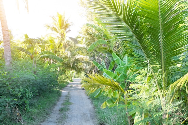 Campo del árbol de coco el verano en Tailandia.